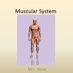 Navigating the body muscular system #3