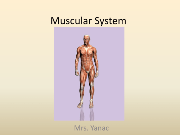 Navigating the body muscular system #3