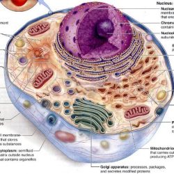 Animal cell labeled mcgraw hill