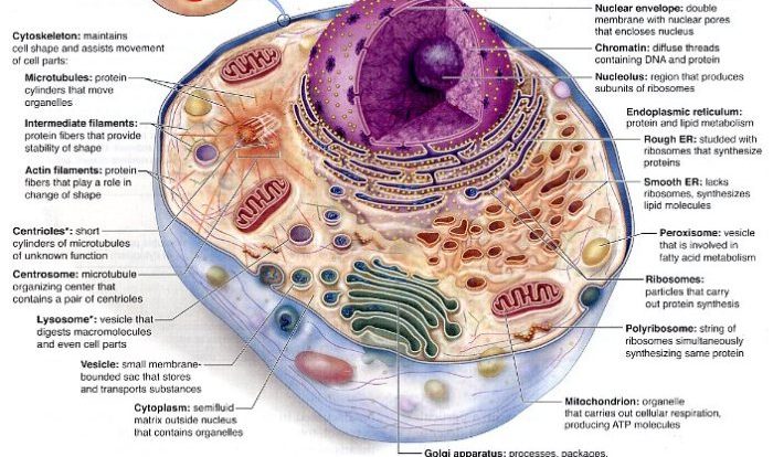 Animal cell labeled mcgraw hill