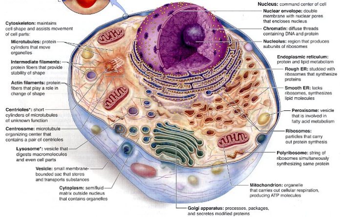 Animal cell labeled mcgraw hill