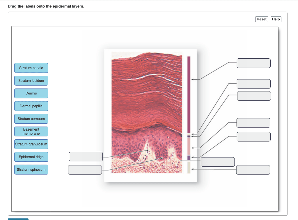 Drag the labels onto the epidermal layers