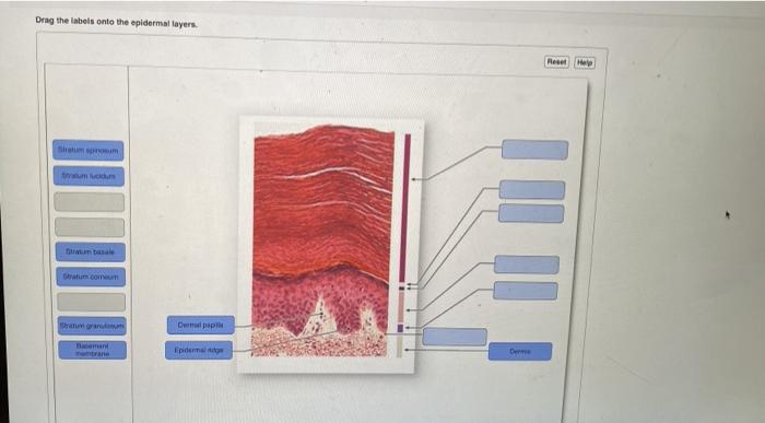 Drag the labels onto the epidermal layers