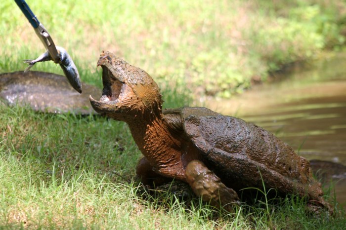 Snapping turtle