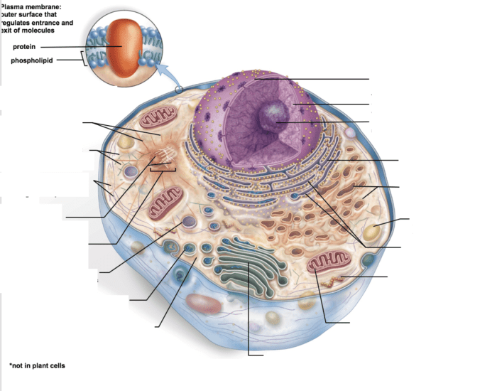 Animal cell labeled mcgraw hill