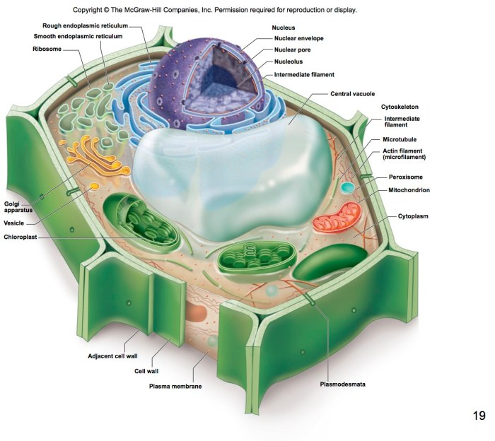 Mcgraw cells textbook labeled eukaryotes bone