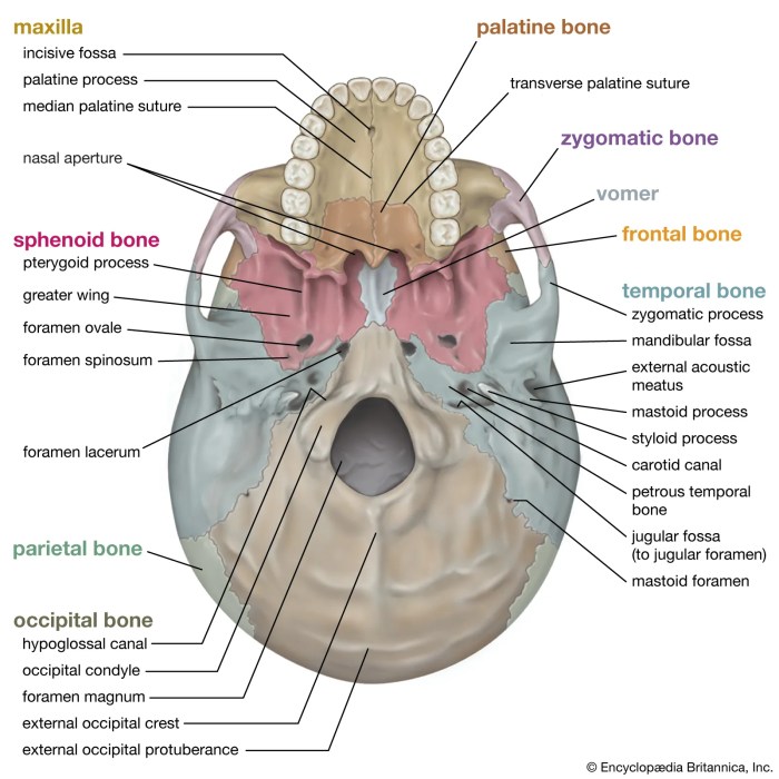 Inferior view of skull mandible removed