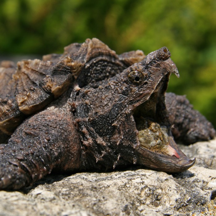 Ograbme the american snapping turtle