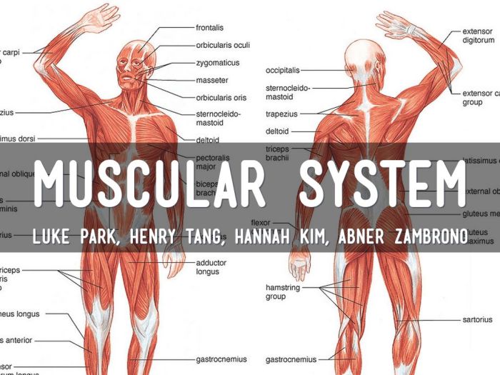 Muscular system diagram body outline transparent vhv