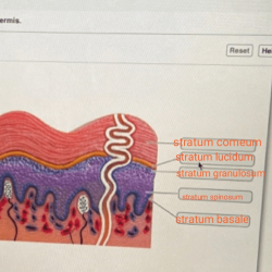 Layers skin stratum dermis layer epidermis corneum google cells