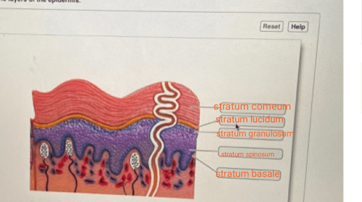 Layers skin stratum dermis layer epidermis corneum google cells