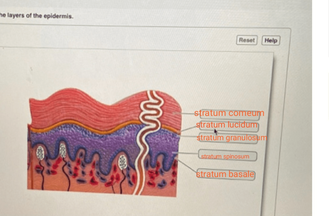 Layers skin stratum dermis layer epidermis corneum google cells