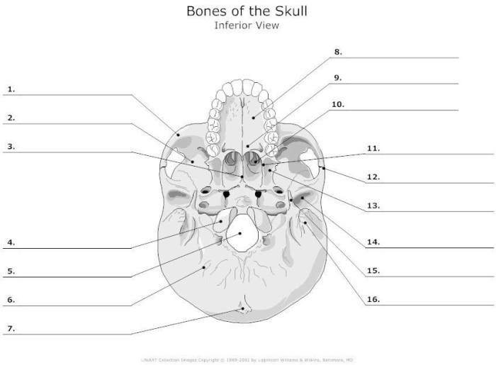 Petrous sphenoid temporal portion frontal ethmoid occipital inferior skeleton physiology mandible keystone fossa cloudshareinfo mandibular