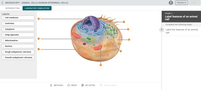 Animal cell labeled mcgraw hill