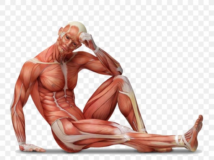 Navigating the body muscular system #3