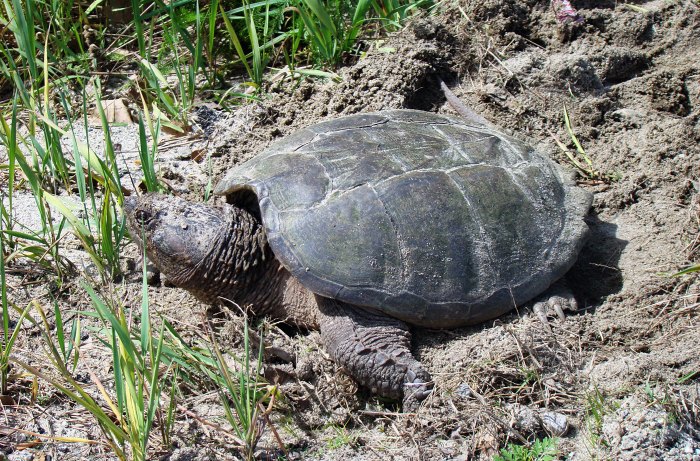 Ograbme the american snapping turtle