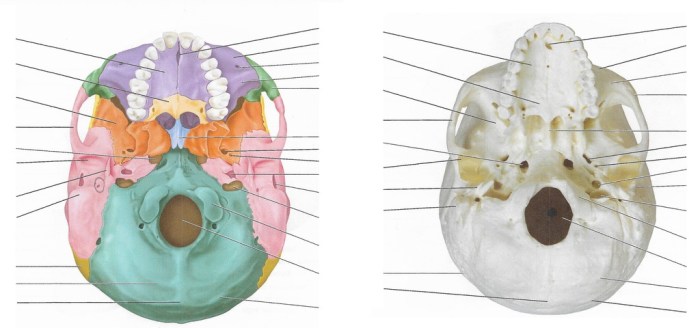 Mandible inferior jugular removed styloid foramen mastoid