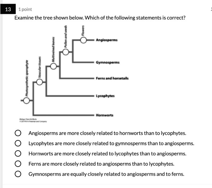 All of the following statements about ferns are correct except