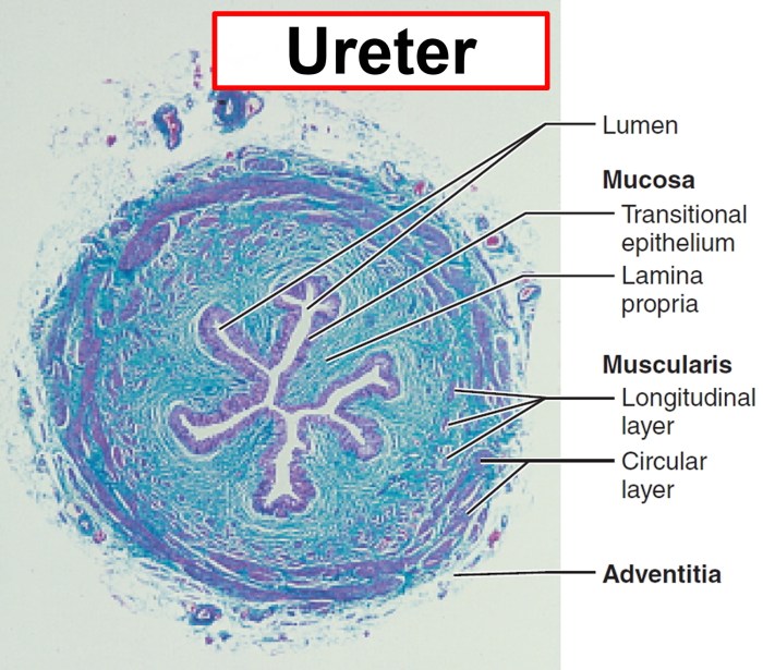 Label the micrograph of the ureter using the hints provided.