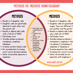 Mitosis meiosis worksheet venn diagram compare contrast vs comparing answer contrasting key cell division save diagrams choose board worksheets