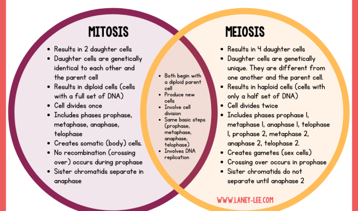 Mitosis meiosis worksheet venn diagram compare contrast vs comparing answer contrasting key cell division save diagrams choose board worksheets