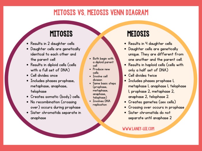 Mitosis meiosis worksheet venn diagram compare contrast vs comparing answer contrasting key cell division save diagrams choose board worksheets